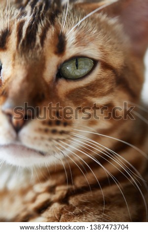 bengal cat at home. close up