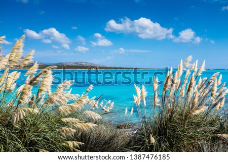La Pelosa beach of stintino, Sardinia island, Italy Royalty-Free Stock Photo #1387476185