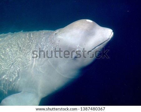 Beluga whale in wild live
