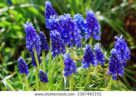 A muscari armeniacum flower or commonly known as grape hyacinth in spring garden Royalty-Free Stock Photo #1387481192