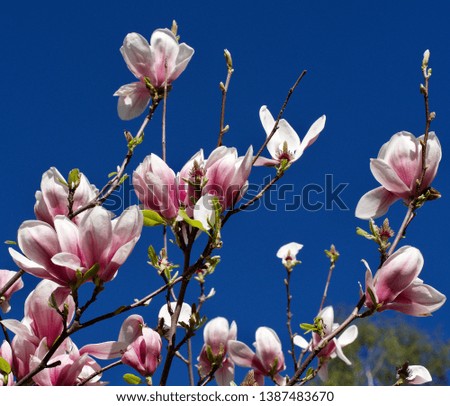 Magnolia blossom in spring time      