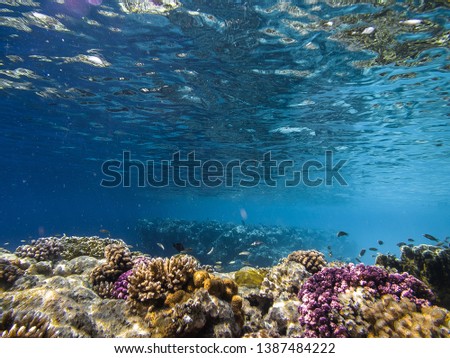 Reef, Egyptian Red sea with fish