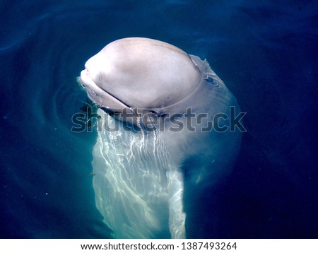 Beluga whale in deep blue sea