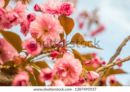 Sakura. Cherry blossom against blue sky in springtime. Soft focus