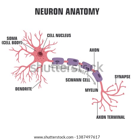 Vector scientific icon neuron structure. Description of the anatomy of the neuron of the brain. Illustration of the structure of a neuron in a flat minimalism style. Royalty-Free Stock Photo #1387497617