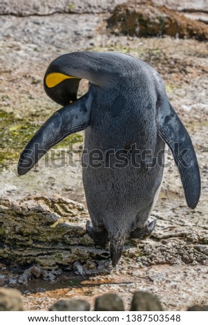 King penguin grooming on the rocks
