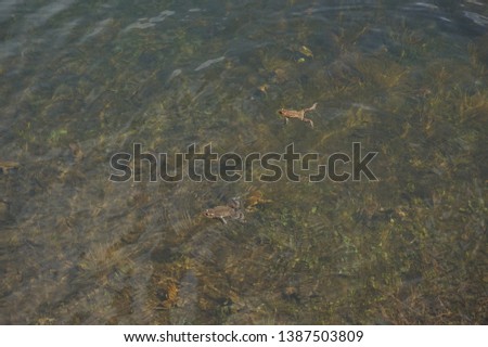 Toads swimming in the water of the Synevir lake. Carpathian mountains.
