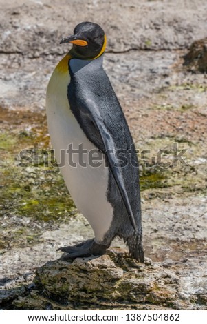 Portrait of a king penguin standing on the rocks.