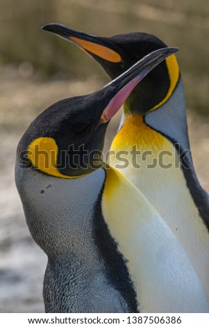 Closeup of two king penguins standing together.