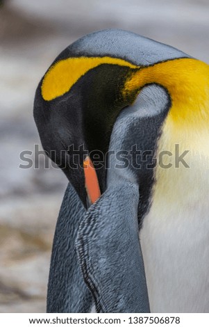 Closeup of a king penguin sleeping.
