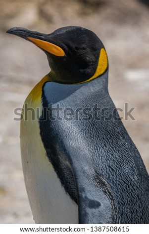 Portrait of a king penguin closeup