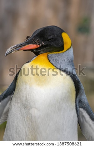 Portrait of a king penguin closeup