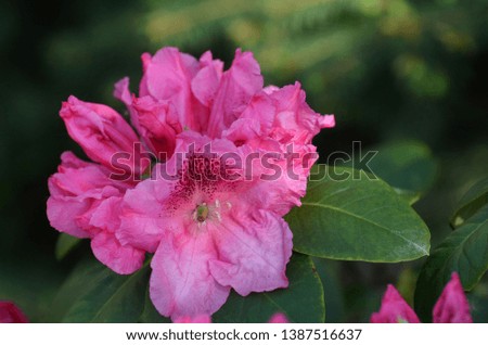 Close up of  rhododendron bud with lots of  flowers and large green leaves.