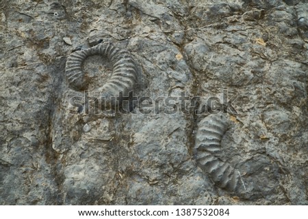 Ammonite slab, Alpes de Haute Provence 4                           Royalty-Free Stock Photo #1387532084