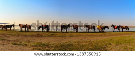  Panorama view of Horses waiting for a horseback-riding traveler in the grasslands,Zhang Bei grassland, Heibei, China
