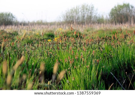 Spring background with yellow flowering plants of gold color in early spring. Beautiful yellow flowers. The splendor of marsh flowers. Marsh flowers close up. Swamp landscape.