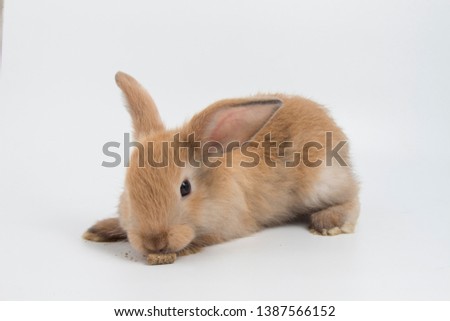 Easter bunny on white background isolated, cute rabbit, brown rabbit