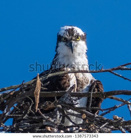 Osprey in nest on a sunny day