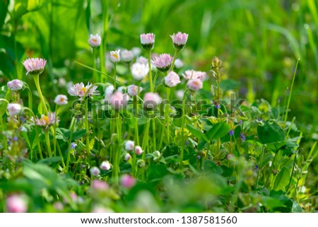 Daisy flower,group of flowers(lat.Bellis perennis) 