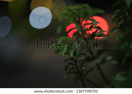 green plants isolated of Bokeh from night light bulbs 