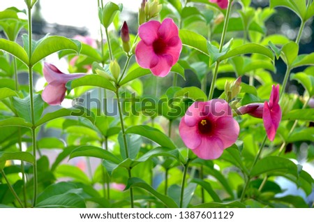 Beautiful pink flower closeup picture
