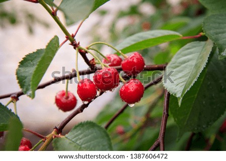 Red ripe cherries on a tree in front of green leaves with a blurred background on a summer day.