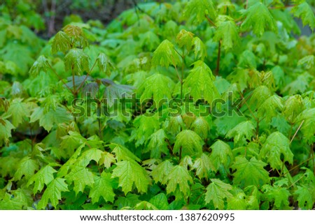Background of green plants and leaves. Picture with color effects