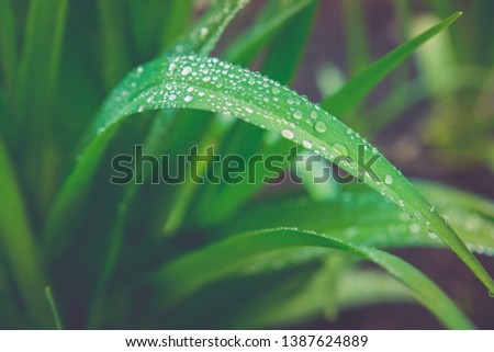 background of flower leaves with drops of water. Picture with color effects.