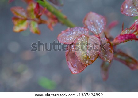 background of flower leaves with drops of water. Picture with color effects.
