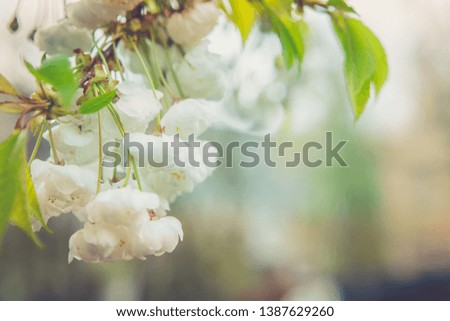 Branch blooming tree color background. Picture with color effects.