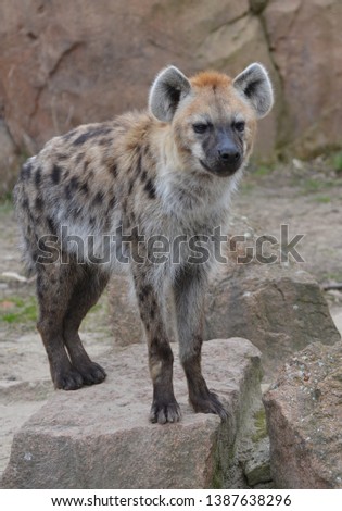 a spotted hyena stops on a rock waiting for a prey