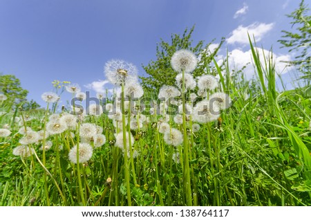 Natural  background. Dandelions in the green grass meadow and blue bright sky
