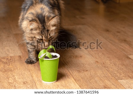 A beautiful Maine Coon cat sniffs a flower in a paper green glass