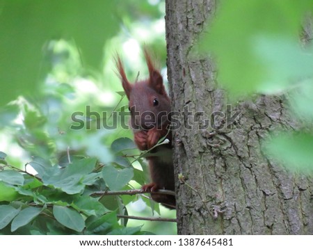 Squirrel eating while sitting on a tree