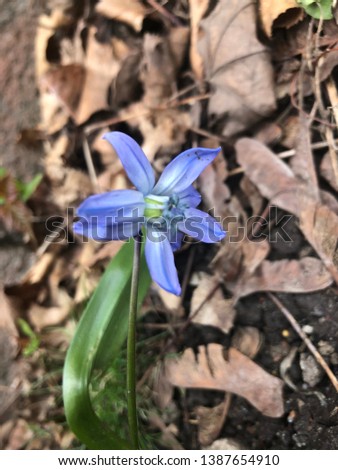 HD Blue flower image (Good Morning )