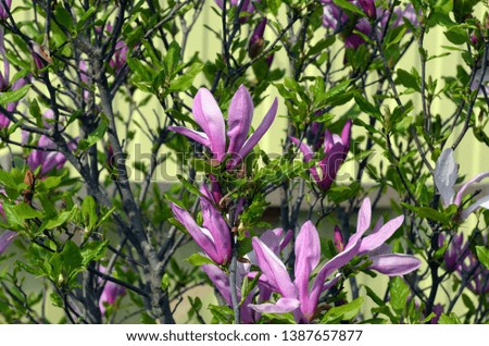 Magnolia blooms. Beautiful violet magnolia flowers in the spring season