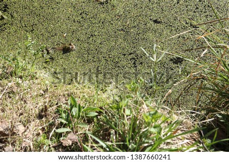 Beautiful spring frogs living in the pond and a toad, relaxing on dry grass on a fine May day.