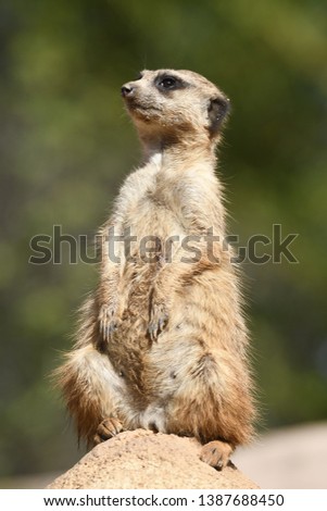 meerkats keep watch on a rock in italy