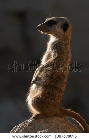 meerkats keep watch on a rock in italy
