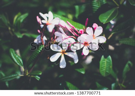 Nature pattern of blossoming color exotic rose pink Frangipani flower on soft green color in blur style. Spring landscape of Orange Plumeria flower. Close up Bright spring flowers for spa and therapy