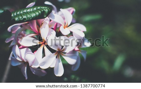 Nature pattern of blossoming color exotic rose pink Frangipani flower on soft green color in blur style. Spring landscape of Orange Plumeria flower. Close up Bright spring flowers for spa and therapy