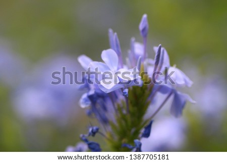 Closeup of hydrangea flower on blurred background. Picture is selective focus.
