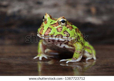  Cute baby Amazonian Horned Frog in the nature ,Fat green horned frog Royalty-Free Stock Photo #1387723712