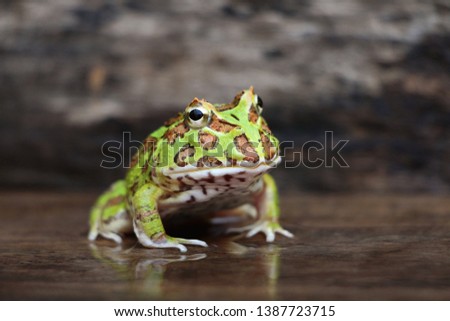  Cute baby Amazonian Horned Frog in the nature ,Fat green horned frog Royalty-Free Stock Photo #1387723715