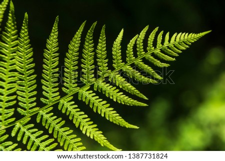Fern leaf tip close up Royalty-Free Stock Photo #1387731824