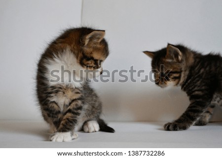 Young fluffy kitten on white background