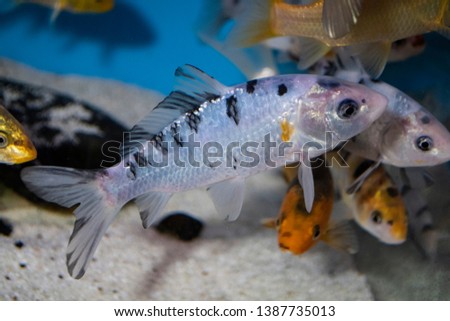 Colorful koi fish (japanese carp) in freshwater aquarium