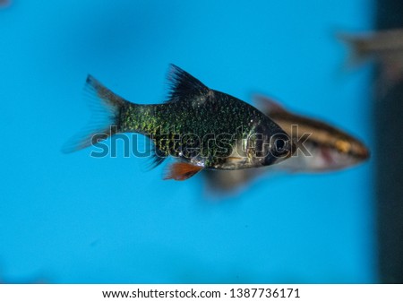 Fish barbus tetrazona (green) in freshwater aquarium
