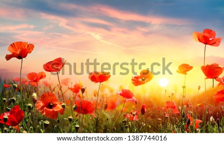 Poppies In Field At Sunset
