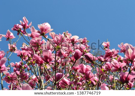 Pink magnolia flowers on a bright spring day with blue skies.